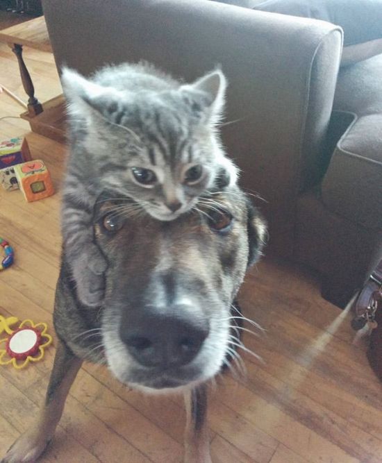 These Adorable Cats Hats Will Melt Your Heart (15 pics)
