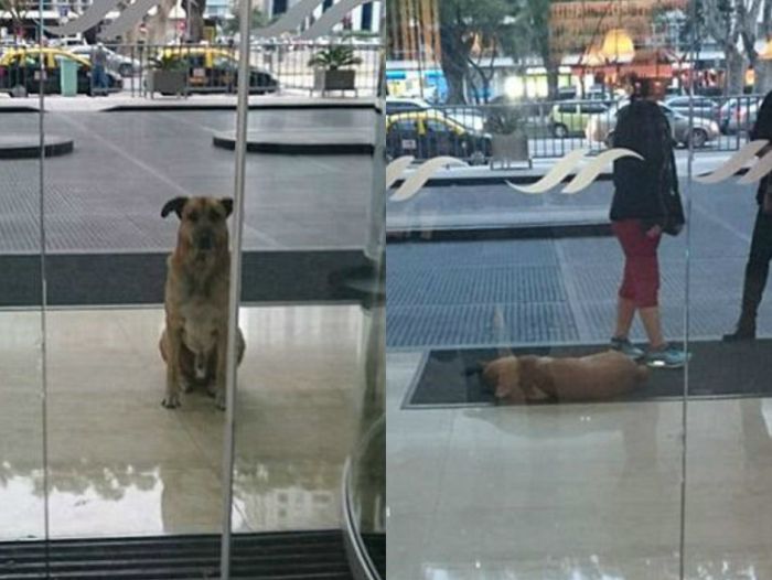 Stray Dog Follows Flight Attendant And Finds A New Home (10 pics)