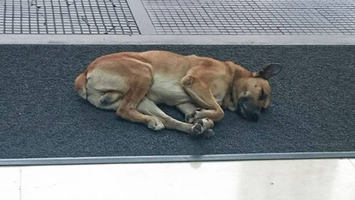 Stray Dog Follows Flight Attendant And Finds A New Home (10 pics)