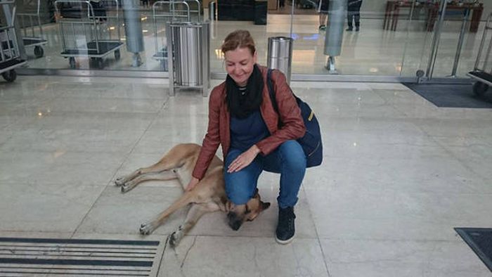 Stray Dog Follows Flight Attendant And Finds A New Home (10 pics)