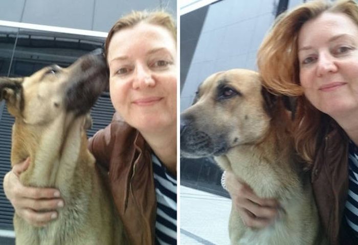 Stray Dog Follows Flight Attendant And Finds A New Home (10 pics)
