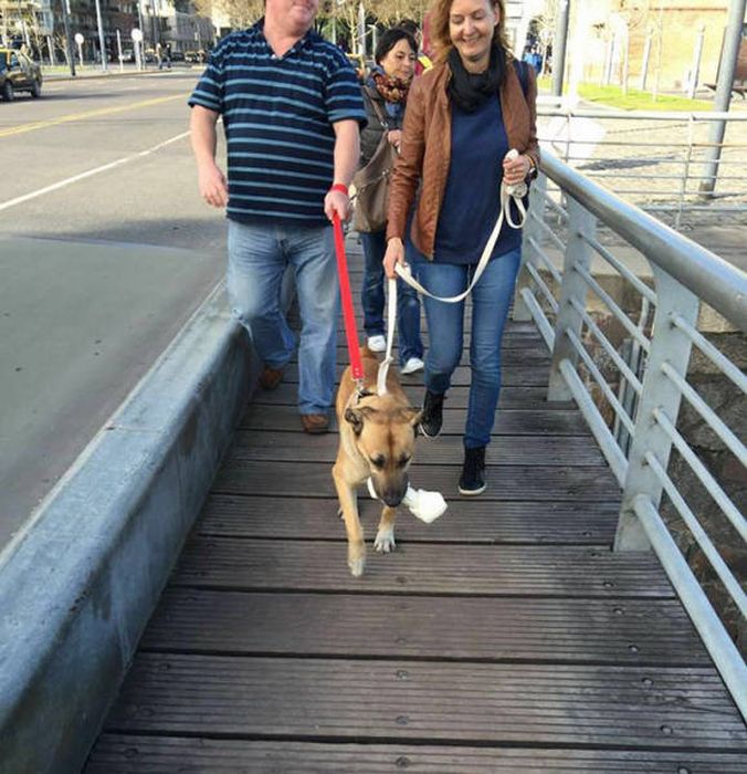 Stray Dog Follows Flight Attendant And Finds A New Home (10 pics)