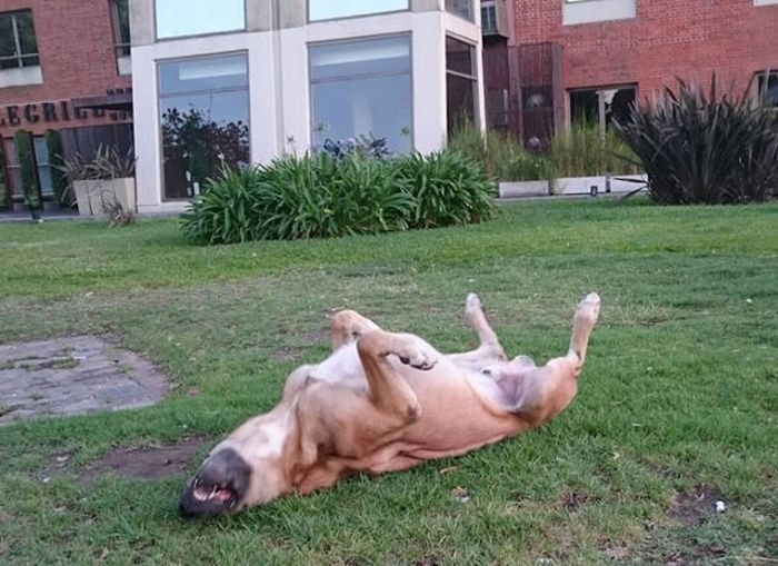 Stray Dog Follows Flight Attendant And Finds A New Home (10 pics)