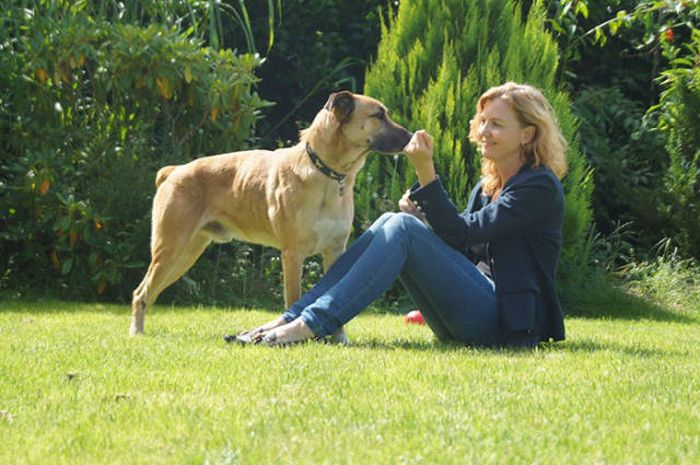 Stray Dog Follows Flight Attendant And Finds A New Home (10 pics)