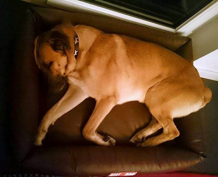 Stray Dog Follows Flight Attendant And Finds A New Home (10 pics)