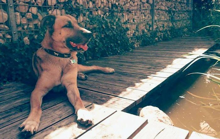 Stray Dog Follows Flight Attendant And Finds A New Home (10 pics)