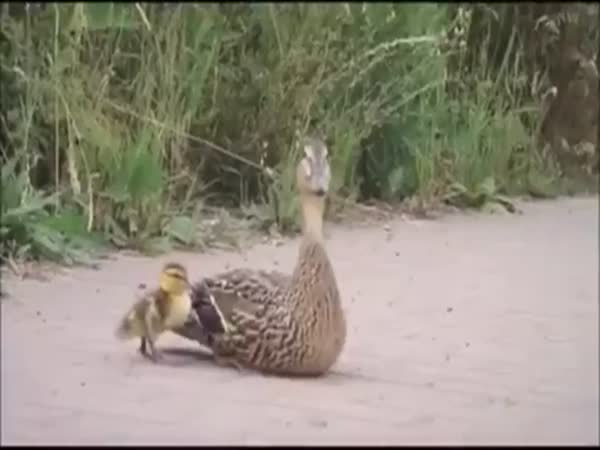 Firefighters Rescue Duckling From Storm Drain