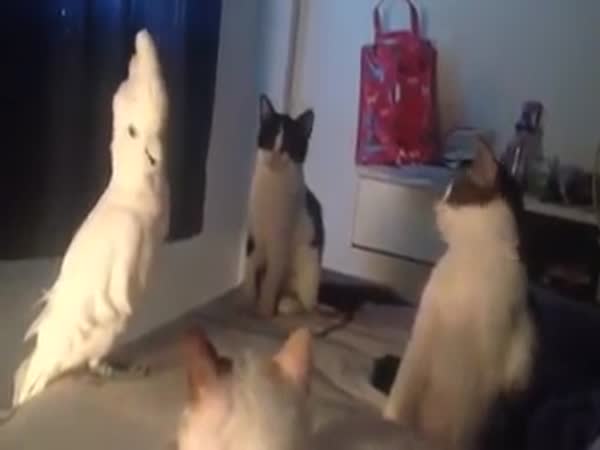 When Parrot Disguise In Cat Group