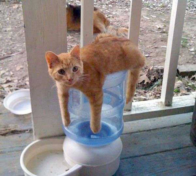 Acid Picdump (138 pics)
