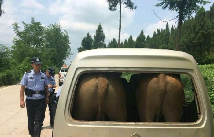 Acid Picdump (138 pics)