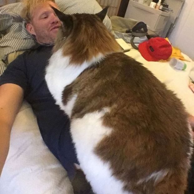 Massive 28 Pound Cat Is New York City's Largest (9 pics)