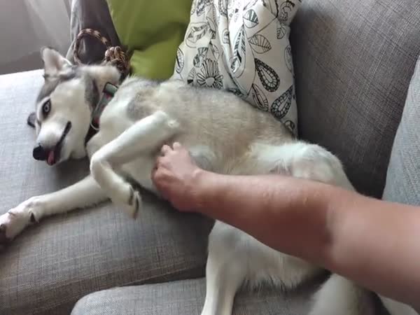 Silly Husky Demands Belly Rubs In The Funniest Way Ever