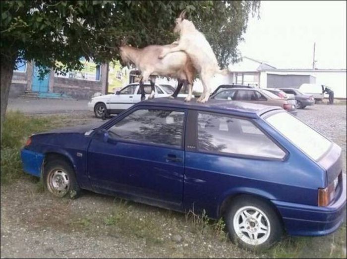 Acid Picdump (126 pics)