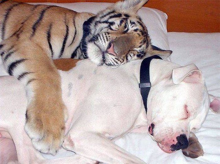 Acid Picdump (126 pics)