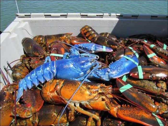 Acid Picdump (126 pics)