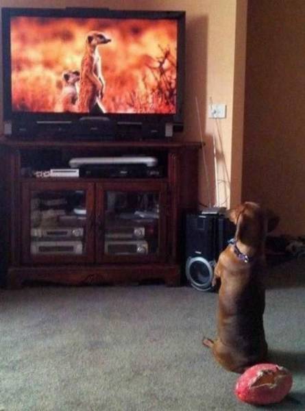Acid Picdump (126 pics)