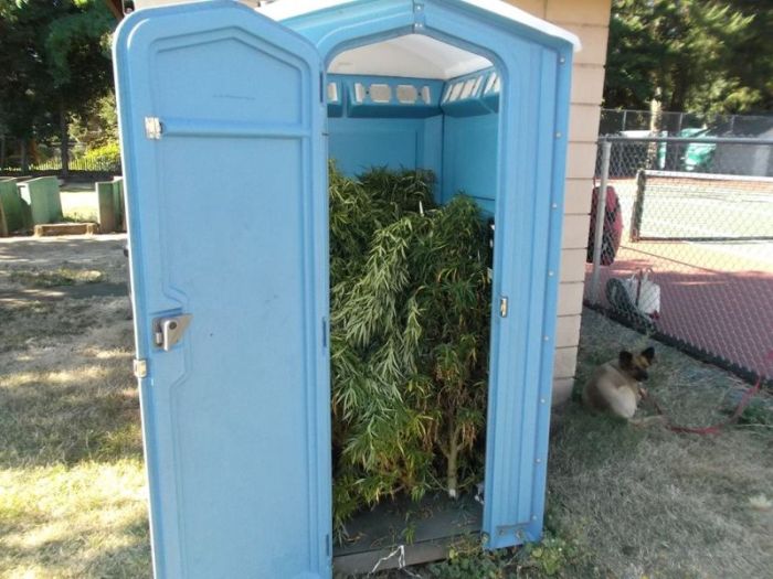 Police Find Porta Potty Packed With Marijuana Plants (5 pics)
