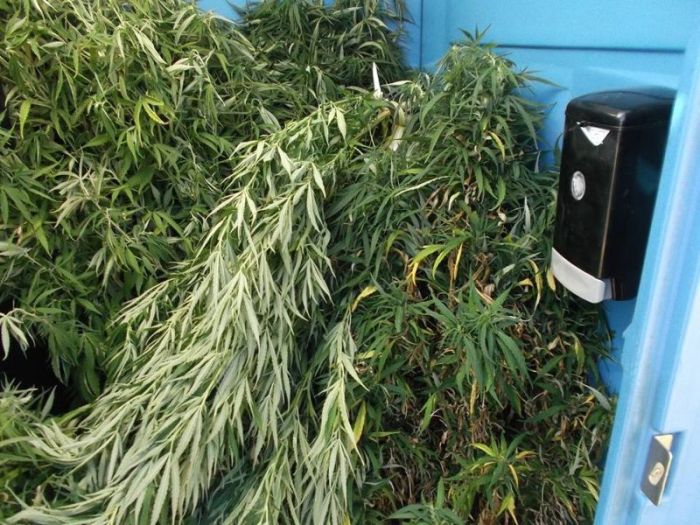 Police Find Porta Potty Packed With Marijuana Plants (5 pics)