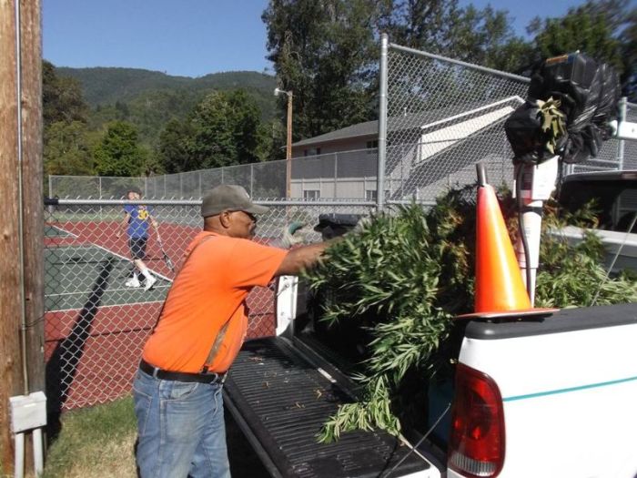Police Find Porta Potty Packed With Marijuana Plants (5 pics)