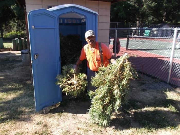 Police Find Porta Potty Packed With Marijuana Plants (5 pics)