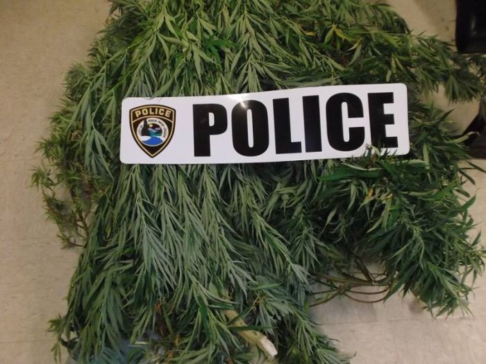 Police Find Porta Potty Packed With Marijuana Plants (5 pics)