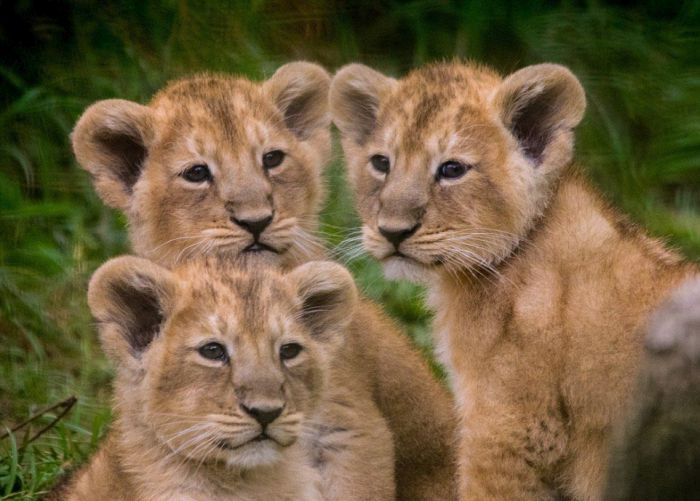 Lion Gives Birth To Adorable Triplets (4 pics)