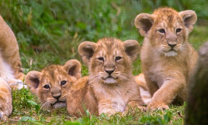 Lion Gives Birth To Adorable Triplets (4 pics)