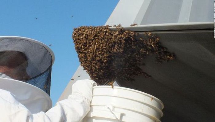 Honey Bees Try To Takeover A F-22 Raptor (5 pics)