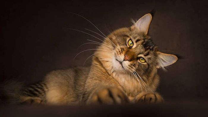 Majestic Photos Of Amazing Maine Coon Cats (30 pics)