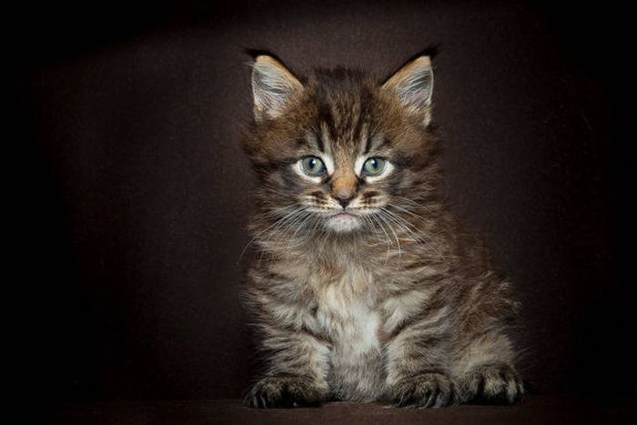 Majestic Photos Of Amazing Maine Coon Cats (30 pics)