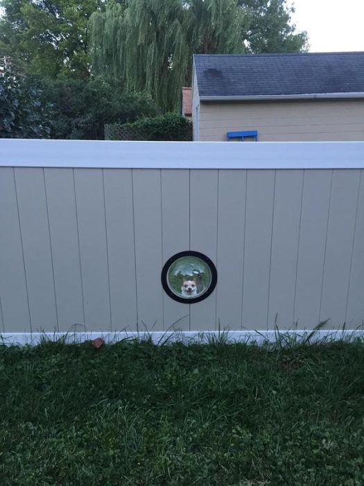 Porthole In Fence Gives Dogs A Window To The World (9 pics)