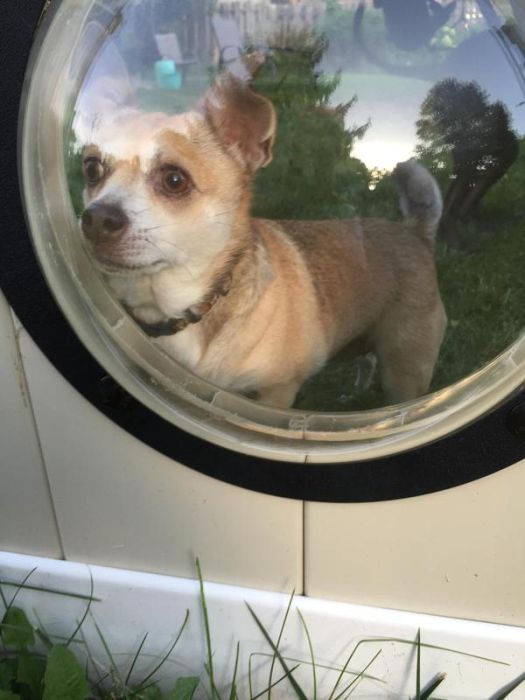 Porthole In Fence Gives Dogs A Window To The World (9 pics)
