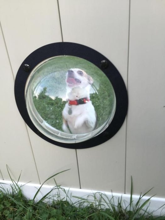 Porthole In Fence Gives Dogs A Window To The World (9 pics)
