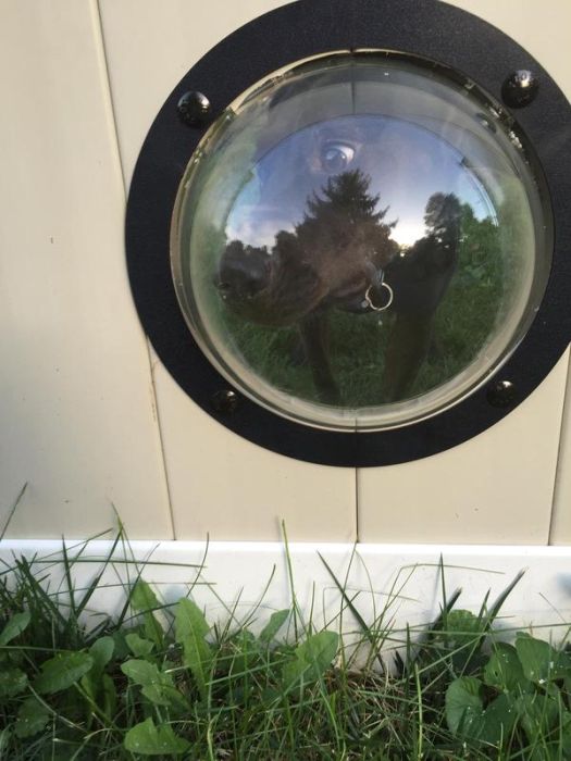 Porthole In Fence Gives Dogs A Window To The World (9 pics)