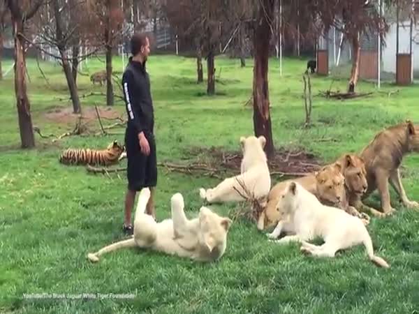 Zookeeper Is Saved From Potential Leopard Attack By A Tiger