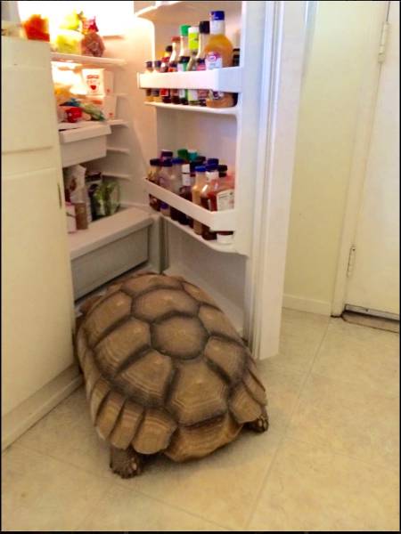 Acid Picdump (114 pics)