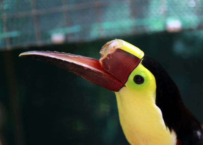 Toucan Gets A Second Chance Thanks To A 3D Printed Beak (5 pics)