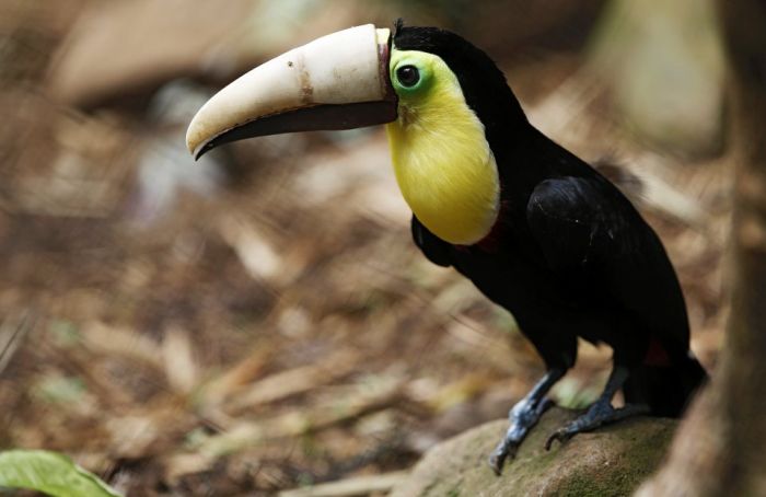 Toucan Gets A Second Chance Thanks To A 3D Printed Beak (5 pics)