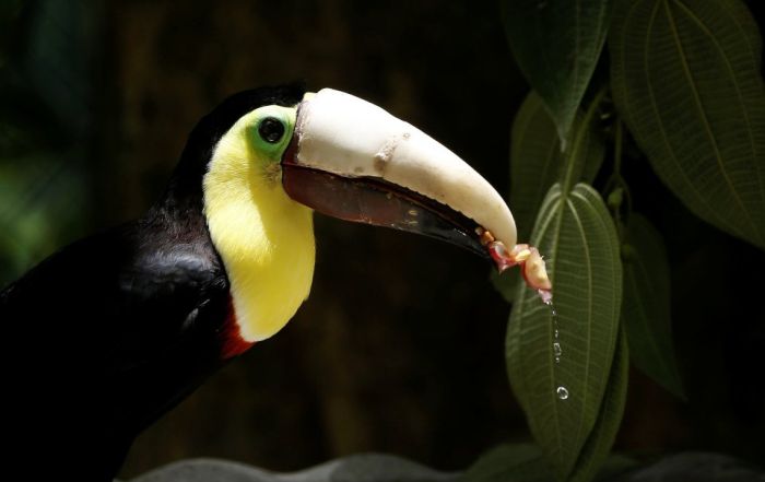 Toucan Gets A Second Chance Thanks To A 3D Printed Beak (5 pics)