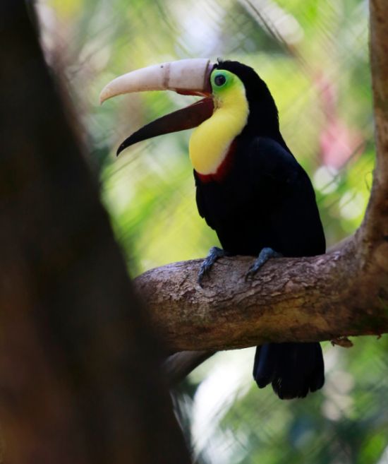 Toucan Gets A Second Chance Thanks To A 3D Printed Beak (5 pics)