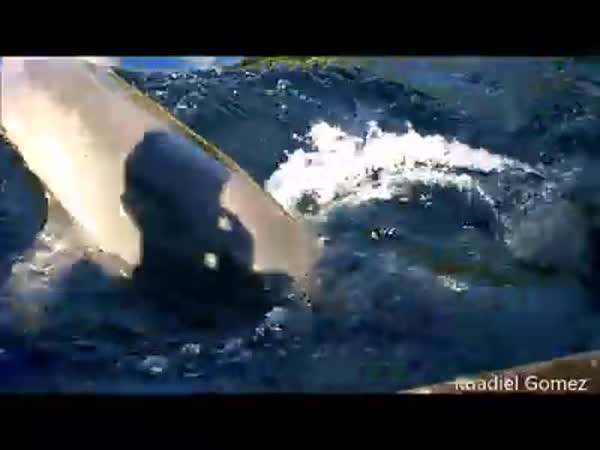 Dolphin Stole IPad