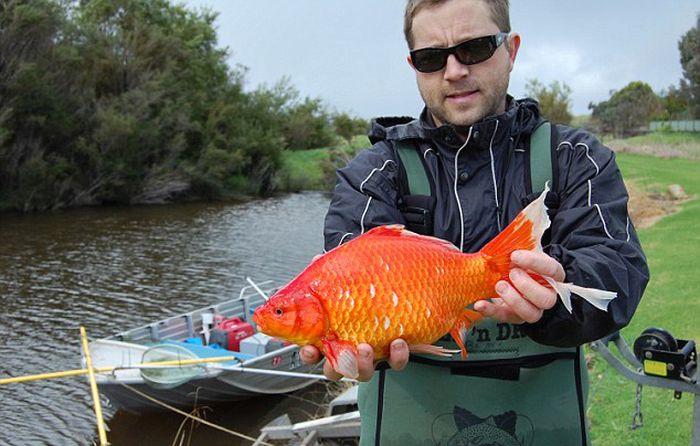 What Happens To Goldfish If You Dump Them In A River (3 pics)