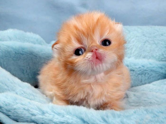 These Kittens Are So Cute You’ll Want To Cuddle Them Forever (40 pics)