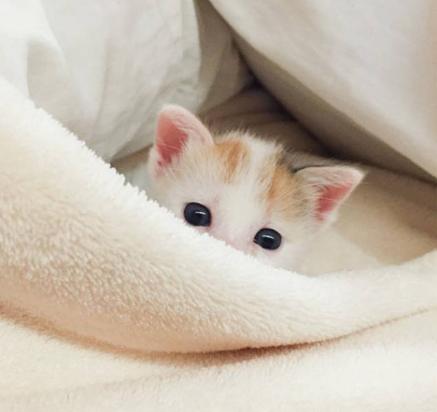 These Kittens Are So Cute You’ll Want To Cuddle Them Forever (40 pics)