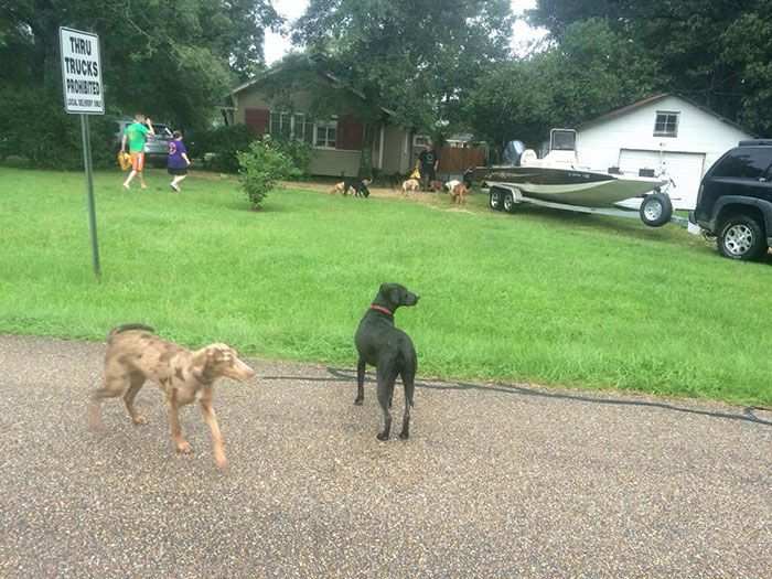 People Are Volunteering To Save Helpless Animals From Drowning In Louisiana (8 pics)