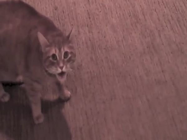 Cat Turns On Human Keeps Him Hostage In The Bathroom