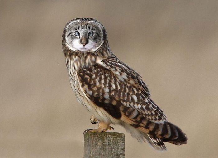 Cat Owls Are The Perfect Animal Crossover (16 pics)
