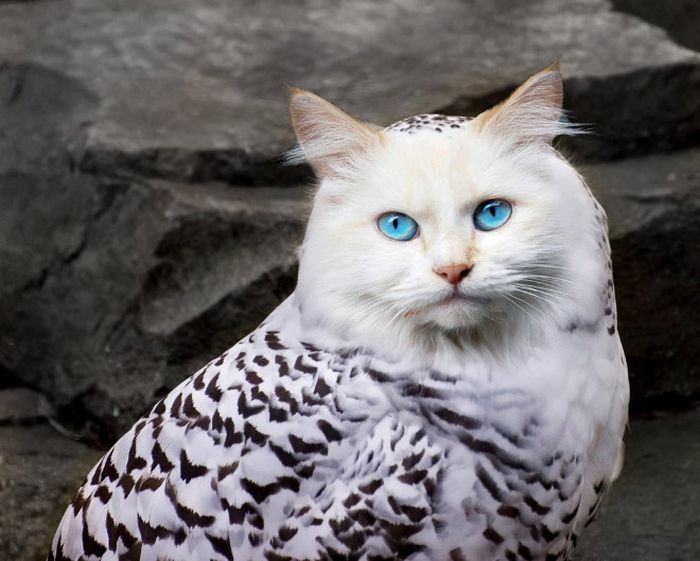 owls cat animal crossover perfect