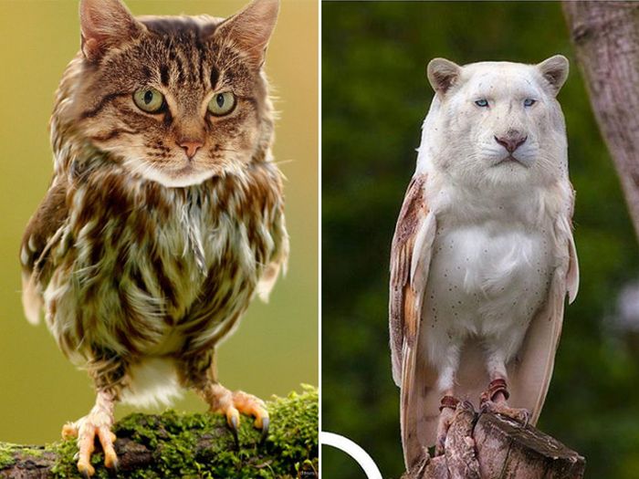 Cat Owls Are The Perfect Animal Crossover (16 pics)