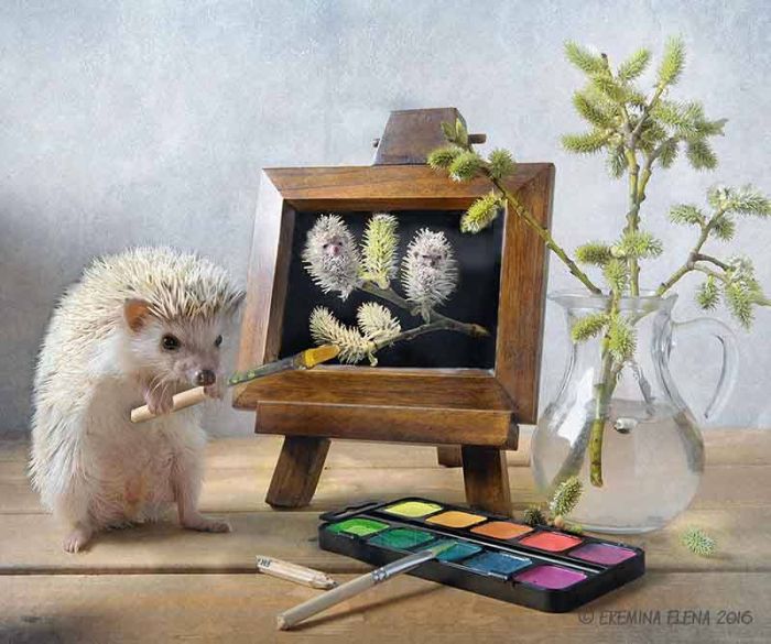 Photographer Exposes The Secret World of Hedgehogs (11 pics)